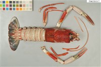 藏品(海神後海螯蝦)的圖片